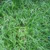 Silver Dragon Creeping Lily Turf